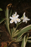 Iris japonica 'Variegata' RCP4-2012 15.JPG